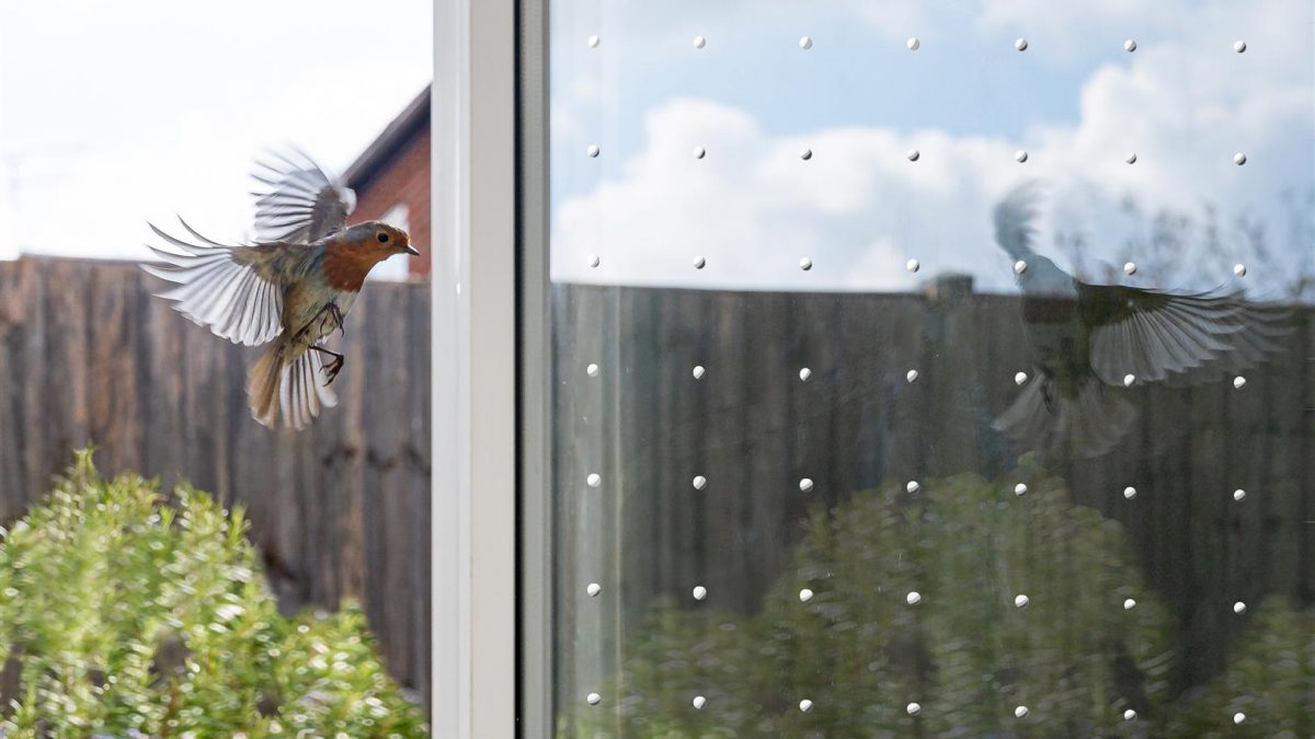 Neue Vogelschutzfolie SEEN für Fenster gegen Vogelschlag